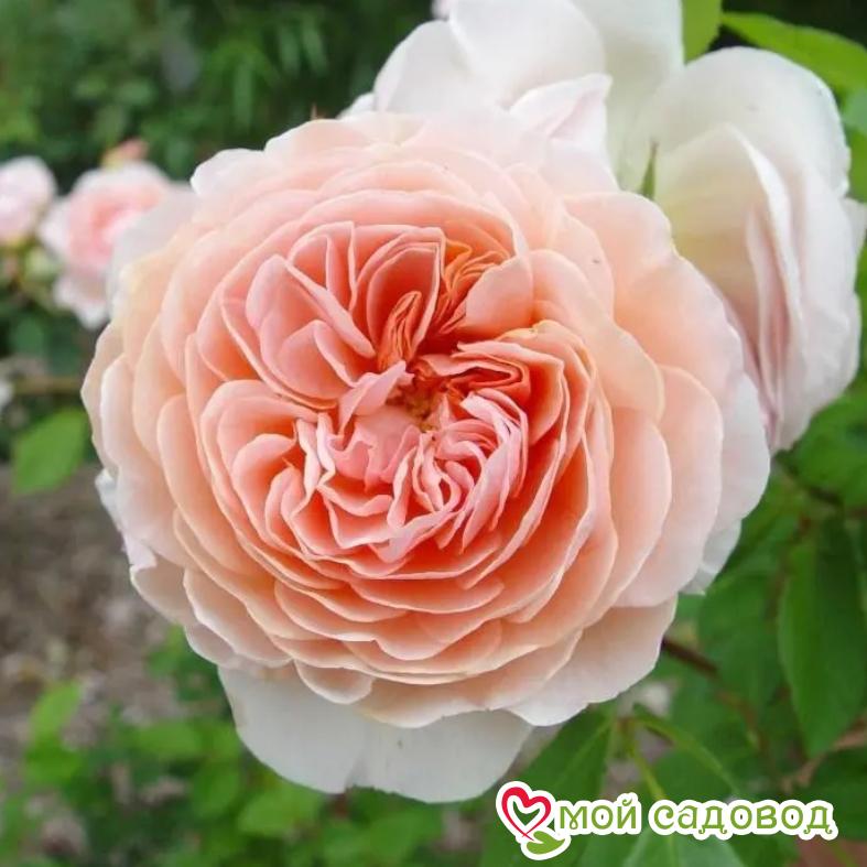 Роза Вильям Моррис