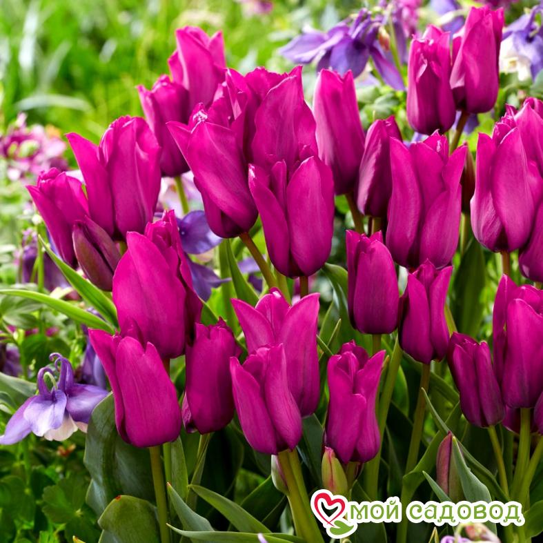 Тюльпан многоцветковый Пурпл Букет
