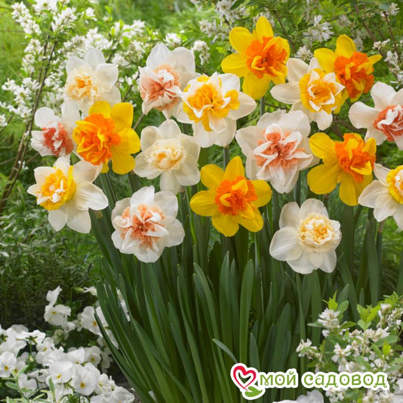 Нарцисс махровый (смесь окрасок)
