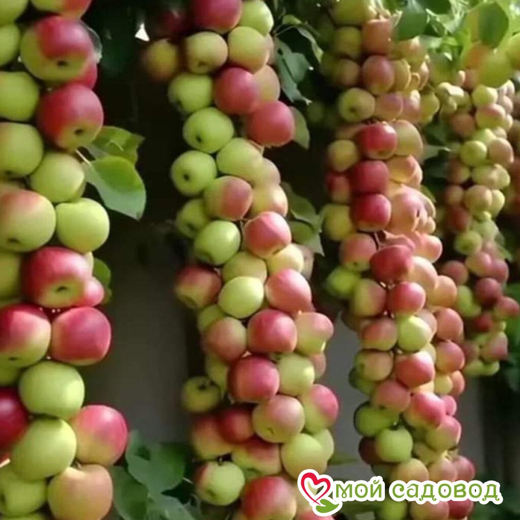 Яблоня колоновидная Президент